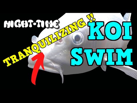 KOI SWIM Ep15  Modern Classical   TRANQUILIZING !! KOI SWIM Ep15  Modern Classical   TRANQUILIZING !! is a night-time odyssey in the Pond Life YouTube 