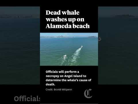 Dead whale washes up on Bay Area beach