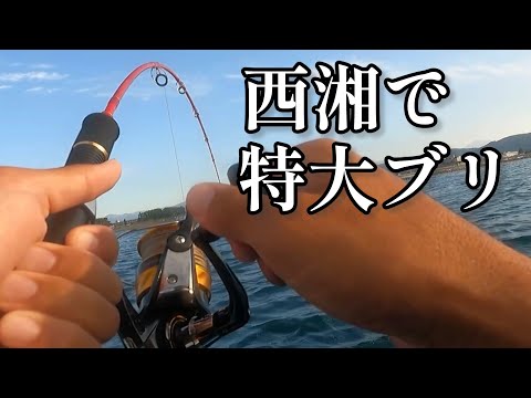 西湘釣果‼️ダイソージグで特大ブリ🐟