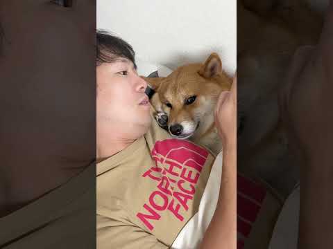 癒しと笑顔を引き出す柴犬のかわいい瞬間 サムネイル