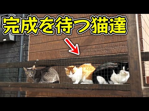 猫小屋の完成待ちで猫の行列が出来たwww