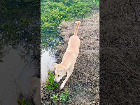 Dog look puppy running