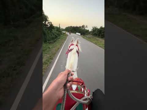 Bansi❤️‍🩹 ✨ #horse#horserider#trending #song #moralashvfarm