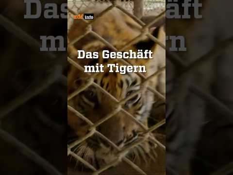 Tigerfarmen: Der brutale Handel mit Tigerprodukten #zdfinfo #tiger #tierschutz