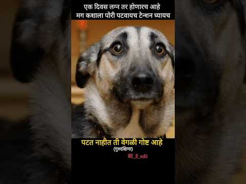 लग्न होत नाही..!!😔😔 #funny #konkancomedy #funnyanimals #comedy #konkanpremi #funnycatanddog #bappa