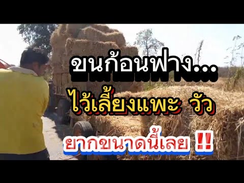 ขนบรรทุกก้อนฟาง..ไว้เลี้ยงแพะ,