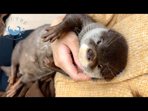 What Is Otter Princess Time?