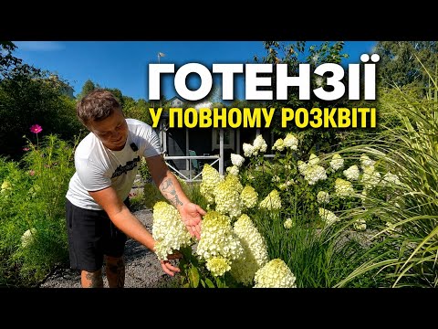 ГОТЕНЗІЇ У ПОВНОМУ РОЗКВІТІ 🌸 Неймовірна колекція, яку хочеться розглядати