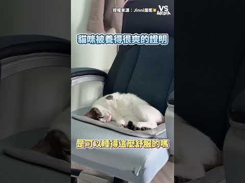 下輩子也讓我當貓吧 #貓咪｜VS MEDIAｘJinni居妮🐱