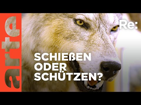 Der Wolf ist zurück - was nun? | ARTE Re: