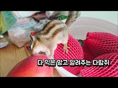 <strong>다</strong> 익은 망고 <strong>알려주는</strong> 다람쥐