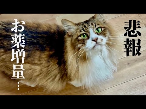 （悲報）ぽこまるの薬が増えてしまいました【元野良猫まるとら&ぽこまる】