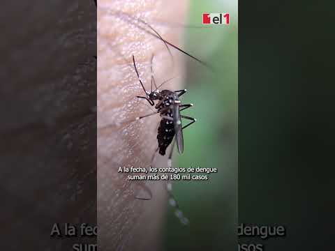 Importan repelentes por el dengue
