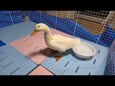 保護したアヒルちゃんはその後も元気です【生放送】