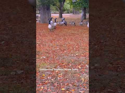 Goose Parade on Campus #CanadianGeese #GooseParade #CampusLife #NatureOnCampus #FunnyAnimals