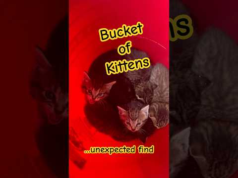 Storm prep for my bikes turned into a kitten rescue 🐱🌩️