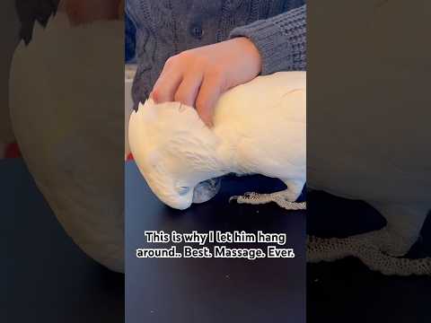 This is how you can keep Marni the Cockatoo on your side.. #holidayswithyoutube #cockatoo