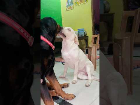 Rottweiler with Bella: Melting Hearts in One Frame 💕#Rottweiler #Bella #CuteDogs #DogLovers #Pets