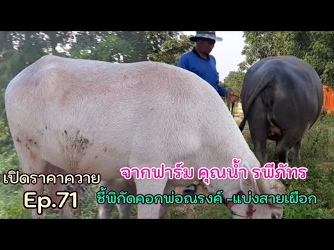 เปิดราคาควาย--Ep.71-ชี้พิกัดคอ เปิดราคาควาย--Ep.71-ชี้พิกัดคอ