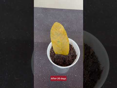 Propagating Guava Trees 🌳 from Guava Leaves 🍃 My experiment