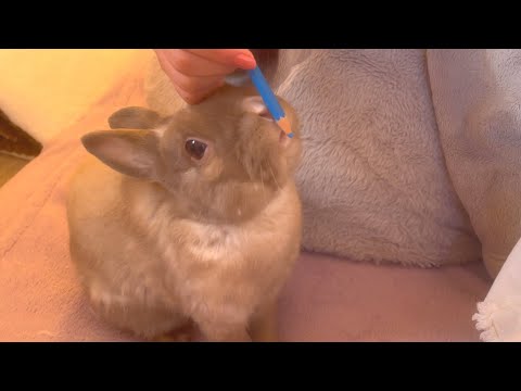 うさぎを放し飼いにしていると、ずっと近くにいて作業のお手伝いをしてくれるウサギに癒されちゃいます/free room Bunny Rabbit