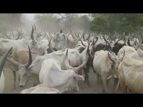 South Sudan violence kills 27 the day before pope's visit