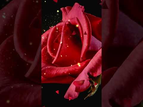 Not Good With Words - Mr Jason Wayne