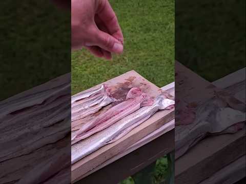 Eating Ribbonfish 