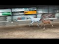 Show jumping horse Interessant veulen te koop