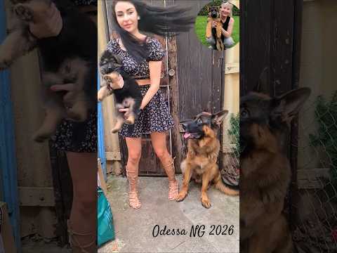 ❓️What's in the boxes? Marina and her German Shepherds. Odessa