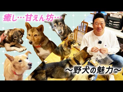 【保護犬】みやぞんが語る野犬の魅力とは！？