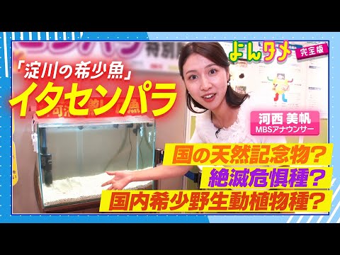【よんタメ】淀川の希少魚「イタセンパラ」