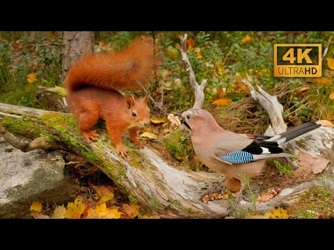 🍁🐿️ Ultimate Autumn Relaxation: 12 Hours with Red Squirrels & Birds (4K)