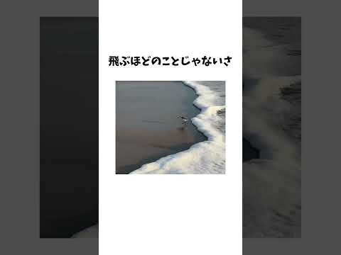 猫の動画サムネイル - 絶対に飛びたくない鳥さん予想外の瞬足を見せるwww