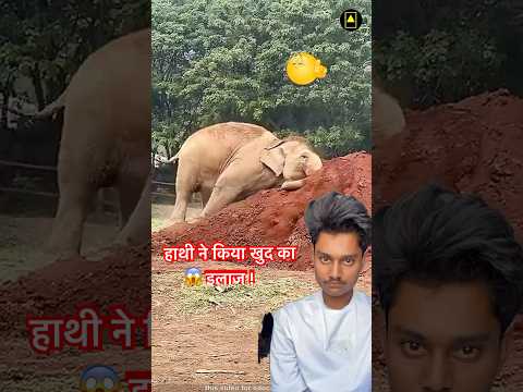 The elephant treated itself! ( हाथी ने किया खुद का इलाज! #shortsfeed #elephant #animals