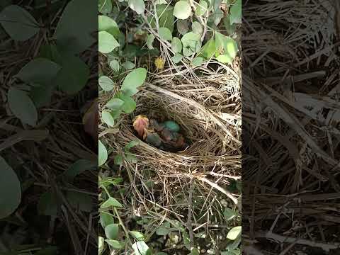 Beautiful babies of Common babbler bird (P 17) #shorts