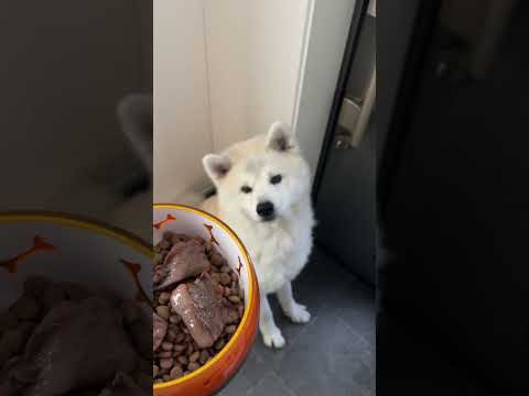 #akitainu 年末スペシャルご飯をもらう秋田犬