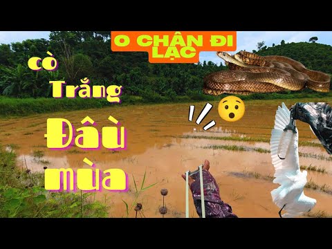 Dùng Ná Cao Su Đi Tìm Và Hạ Cò Trắng Đầu Mùa Ham Mồi _ Lang Thang Bắt Gặp Rắn Khủng || SangSlingShot