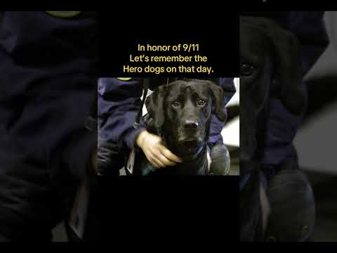 <strong>Never</strong> forget. 🖤🗽 🐕 #twintowers #neverforget #september11 #rescuedog #nypd