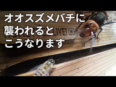 ニホンミツバチがオオスズメバチに襲われるとこうなります。