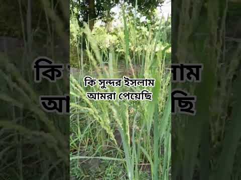 কি সুন্দর ইসলাম আমরা পেয়েছি #shorts #shortsvideo #islam #foryou