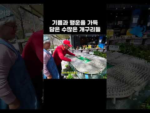 기쁨과 행운을 가득 담은 수많은 개구리들 #<strong>알고e즘</strong> #shorts