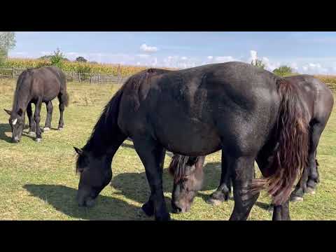 Лошаки Першерони на Продажу 