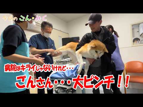 病院はキライじゃないけれど・・・「ごんさん・・・大ピンチ!!」 今日のごん・みく 秋田犬【ごん・みく チャンネル】