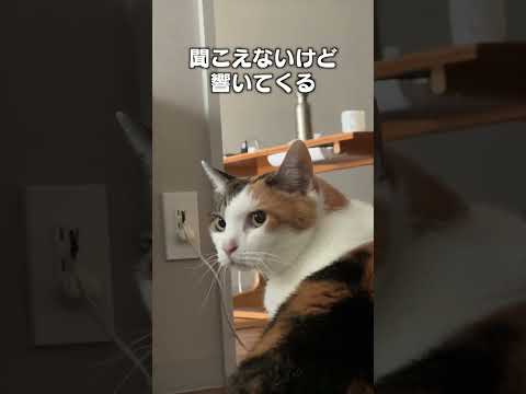 猫の動画サムネイル - 「聞けたらラッキー猫の音３選」猫あるあるソング