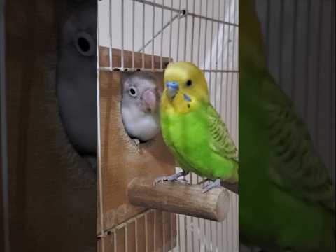 إعجاب غريب #explore