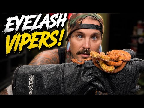 My Friend SURPRISED Me With 3 Venomous Eyelash Vipers! 🐍