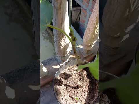 balcony garden 😍 || #trending #shorts #fyp #plants #vegetables #yt #fyp #shorts