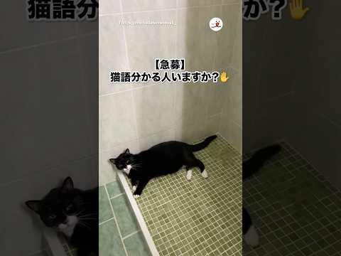 猫の動画サムネイル - なんかめっちゃ話しかけてくる猫｜PECO