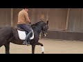 Dressage horse 4,5 jarige ruin